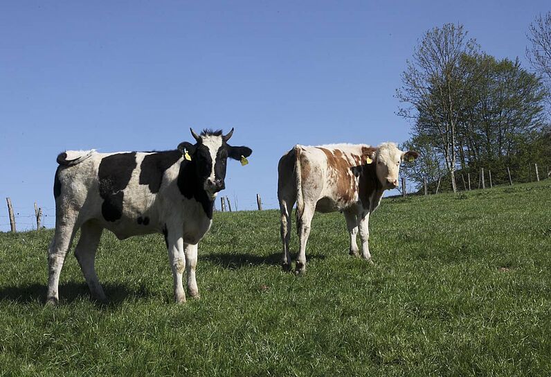 Abbildung zwei gescheckte Kühe auf der Weide